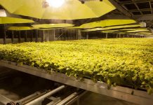 Szczepionka przeciw COVID-19 z tytoniu wkracza w I fazę badań klinicznych