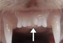 Wyrosną nam nowe zęby? Trwają takie badania