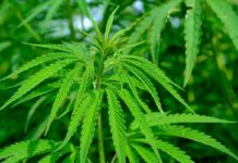 Marihuana medyczna – za czy przeciw? Rozmowa z ekspertami