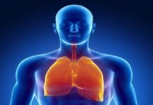 Zaktualizowane standardy rozpoznawania i leczenia astmy obraz anatomiczny - zaznaczono płuca człowieka