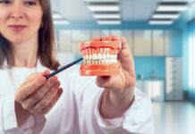 Paradontoza i cukrzyca – błędne koło zapalenia higienistka stomatologiczna trzyma w rękach model szczęki ludzkiej