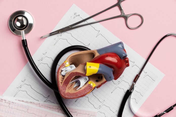 anatomicznego-modelu-serca-celow-edukacyjnych-za-pomoca-stetoskopu anatomiczny model serca, który leży na wykresie ekg. obok stetoskop i narzędzie chirurgiczne